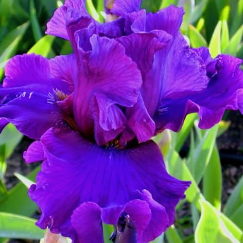 Iris Bulbs-Iris Bulbs for Planting Now UK,Wedding Flowers,Garden Flowers,Hardy Perennial,Plant Bulbs-15bulbs-a