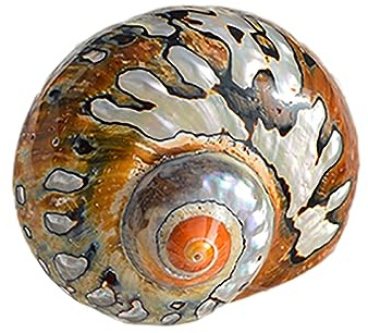 Coquille de mer naturelle. Coquillages naturels énormes, grandes coquilles de conque naturelles coquilles de crabe ermite taille d'ouverture 0,6~2 pouces fournitures de crabe ermite coquilles de cra