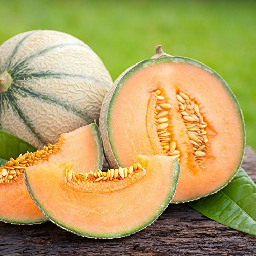 Zuckermelone Malaga F1 Samen - Gurken Melo