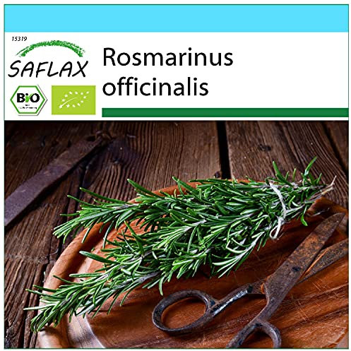 SAFLAX - - BIO - Rosmarino - 40 semi - Rosmarinus officinalis