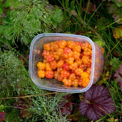 Semi di rovo camemoro - comprare da frutto Rubus chamaemorus - frutteto regali per gli amanti del giardino da frutto nani resistenti esotiche fresca 50pcs