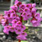Bergenia resistente - semillas semillas de bergenia de jardín de hierbas semillas de flores semillas de hierbas para decoración floral Bonsái de jardín interior semillas de jardín 350pcs