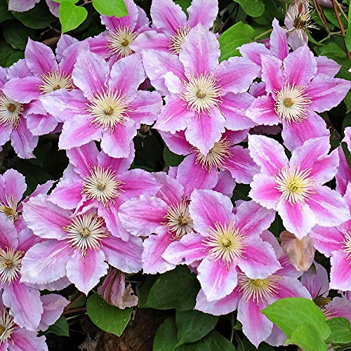 GardenersDream Clematis 'Piilu' - Kletterpflanzen Winterhart - Clematis Kletterpflanze Rosa-Weiß Zweifarbig - Climatispflanze für Garten Pflanzen - Ranken Pflanzen Mehrjährig
