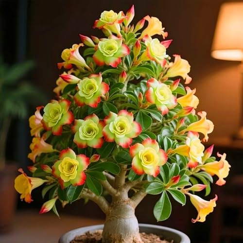 Bulbi di Rosa del Deserto - Eccellenti per Uso Ornamentale, Aggiungi un Tocco Naturale-1bulbi-Z