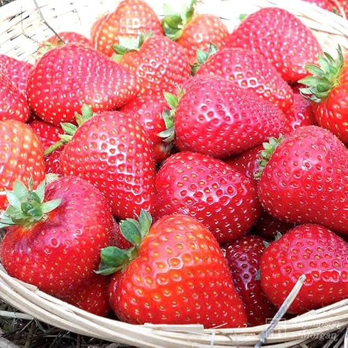 6 x Strawberry Buddy Bare Root Plants - Grow Your Own Strawberries - Bare Root Strawberry Runners - Fruit Plant (Plastic Free Packaging)