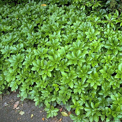 Pachysandra terminalis Dickmännchen Schattengrün Bodendecker winterhart im Topf 3-5 Triebe (20)