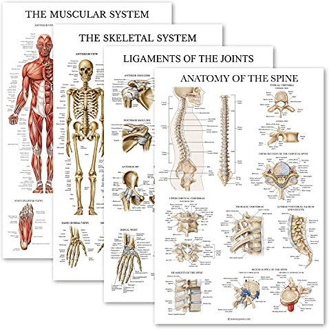 Palace Learning Anatomisches Poster-Set, laminiert, Muskulatur, Skelett, Bänder der Gelenke, Anatomie der Wirbelsäule, laminiert, 45,7 x 61 cm, 4 Stück