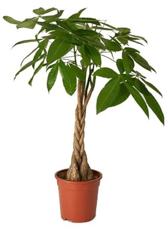 Pachira Aquática Planta de Interior Natural muy Decorativa