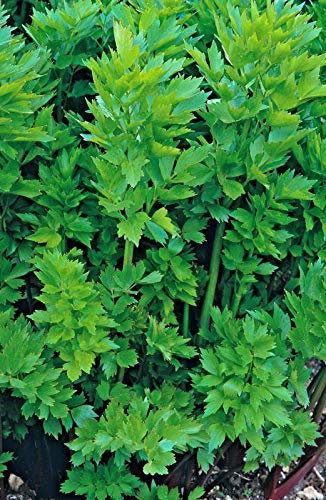 Buy4Seeds 40 Seeds Herb Lovage Levisticum Officinalis for Planting Garden Easy to Grow