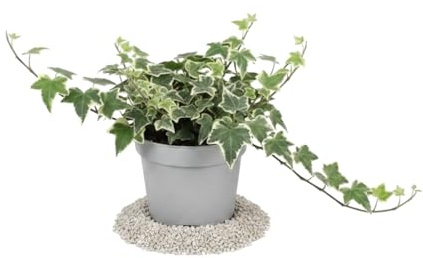 Hedera Helix Variegata Hiedra común variegada DECOALIVE Planta Variegada Fácil de Cuidar con Maceta 13 cm Diámetro y Altura 25 cm