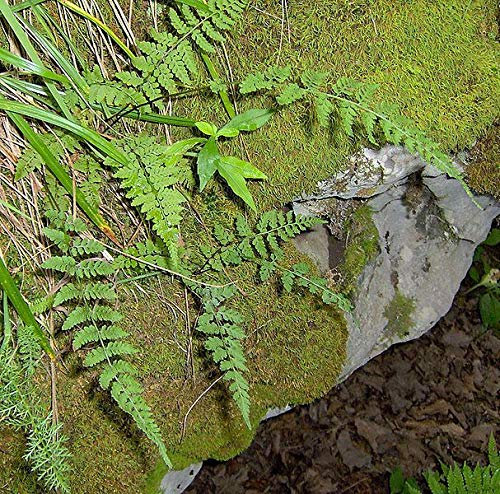 Woodsia obtusa Cliff Farn 9 cm Topf la Descrizione Che