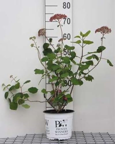 Hydrangea arb. 'Pink Annabelle'® (invincibelle2) - Hydrangée Arborescente 'Invincibelle Spirit', Hortensia De Virginie C3 cm en pot