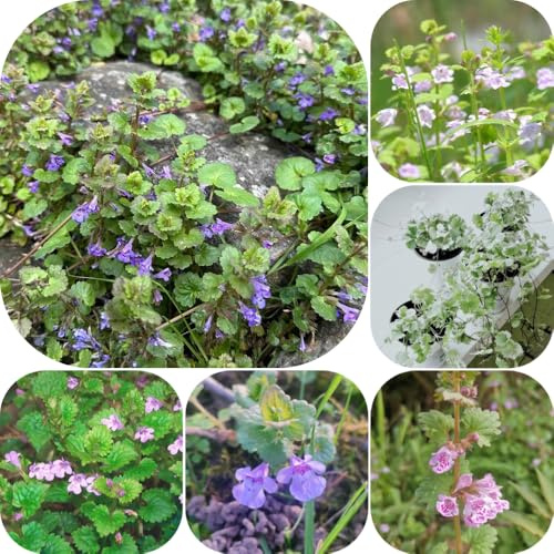 Semillas de hiedra terrestre - orgánico extraño jardín de resistentes para jardines rocas semillas cobertura del suelo decoraciones jardín 500pcs
