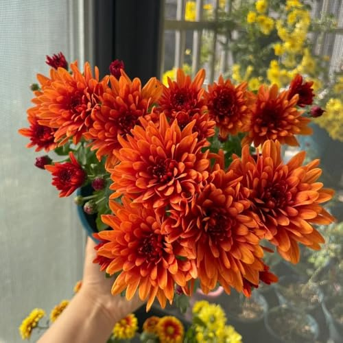 Crisantemi da giardino roccioso giardino serre da balcone appartamento esotiche decorazioni per esterni in vaso arredamento del soggiorno Varietà antiche e 40semi
