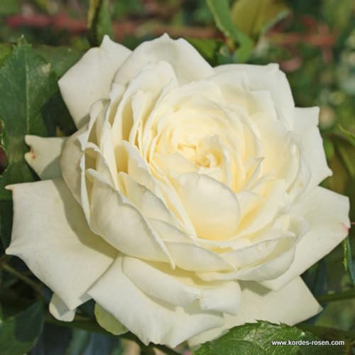 2 x Rose - Rosa 'Alaska' Topf 25-30 cm - Die perfekte Kletterrose für Ihren Garten