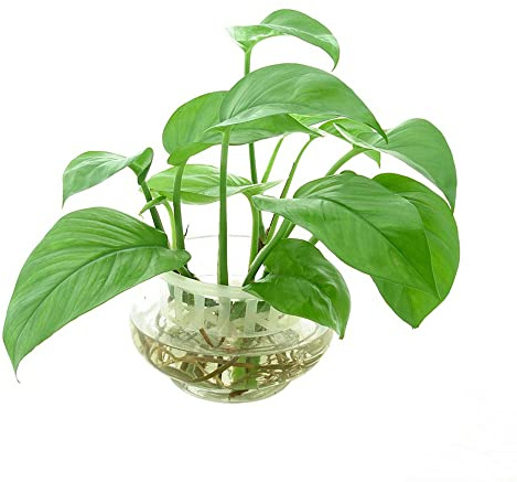 Pothos interno - semi - Serie Rara - resistenti per il giardino perenni resistenti decorazione edera sospesa interna balcone semi 30pcs