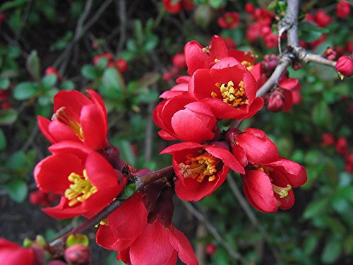 (20) japonais Cognassier Graines - Chaenomeles japonica