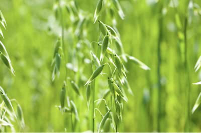 500 Seeds of Oats Avena Sativa