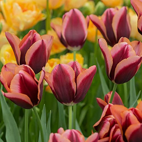 5 x Tulipa Longstemmed Brown-Yellow – Spring Flowering Tulip Bulbs – Perennial – Unique Exotic Tall Blooms – for Your Beautiful Garden