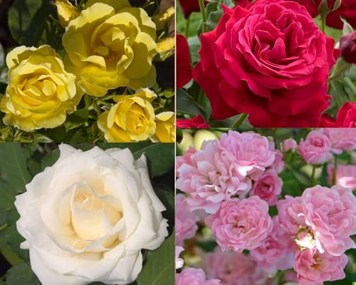 Rosa rampicante pianta di rosa in vaso ø20 cm con canna h. 180/200 cm circa COLORI CASUALI Vivaio di Castelletto