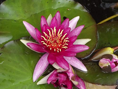 Teichpflanzen Seerosen : Nymphaea Seerose Halbzwergseerose  Lothar von Oldehoff  winterhart Pflanztiefe bis 50 cm