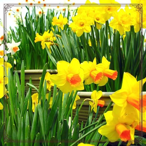 Daffodil Bulbs Crop Narcissus Bulbs for Planting Now UK Strong Plants That Grow Well Mix Golden Jade Carving Feels