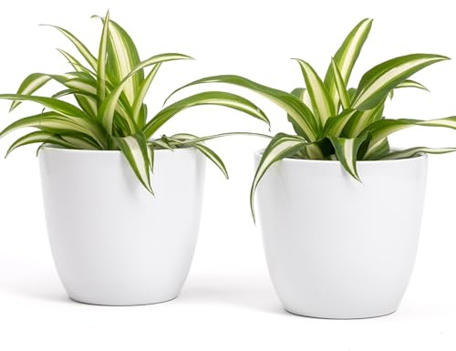 Set med 2 Terrakotta krukor | Mått D.10 cm H 9 cm, perfekt för växter, blommor och bonsai, ett par inomhus- och utomhuskrukor | Elegant blomhållare för hem, trädgård, balkong, terrass (Vit)