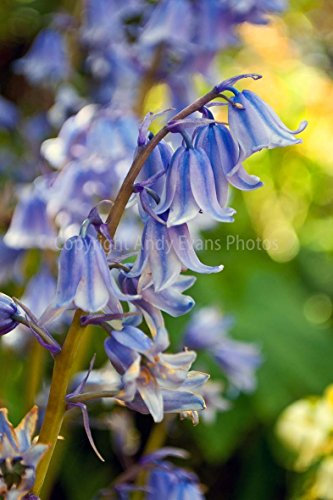 Glockenblumen Foto ein 30,5 x 45,7 cm Fotodruck Bluebell Blumen Hyacinthoides non-scripta Endymion non-scriptus Hochformat Foto Farbe Bild Fine Art Print Fotografie Durch Andy Evans Fotos