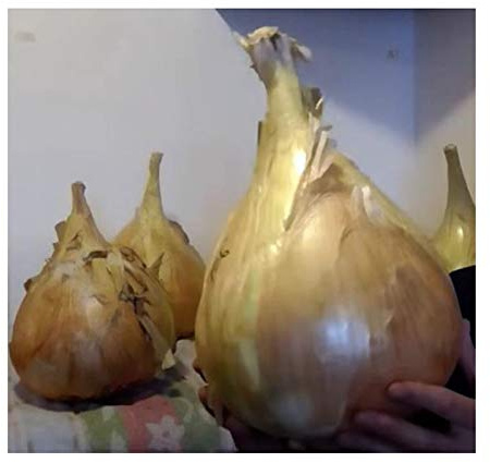 Pezzi - 175x Cipolla il Kelsae Allium Cepa Verdure Piante - Seme K499 - Seeds & Plants Shop by Ipsa