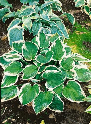 Hosta x fortunei 'Minuteman' 11x11 cm Topf – Winterhart, Mehrjährig, Pflegeleicht – Funkie – Staude für Schattenbeet & Kübel