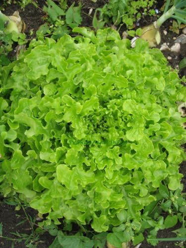 Buy4seeds 2500 Seeds Organic Lettuce Salad Bowl Green Useful for Garden and Outdoor