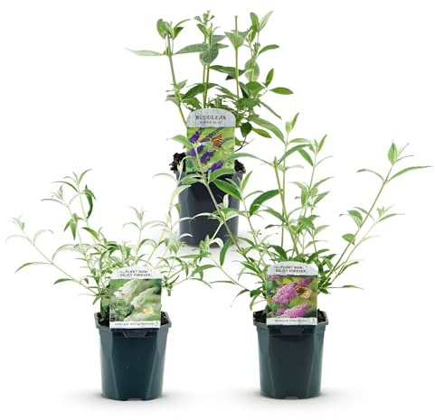 Green boutiQ - Plante de jardin - Buddleja davidii Tricolour - Arbre à papillons - Résistant à l'hiver - Bleu - Rose - Blanc - 3 Plantes - Pot 17cm - Hauteur 45cm