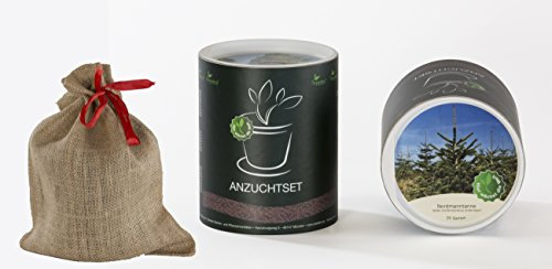 Seedeo® Anzucht-Geschenkset Nordmanntanne (Abies Nordmanniana ambrolauri)