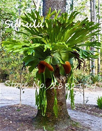 Seeds 50Pcs Platycerium Seeds Purple Blue Mixed Color Perennial Beautiful Flower Seeds Ornamental Plants for Home Garden Decoration 10: Only Seeds