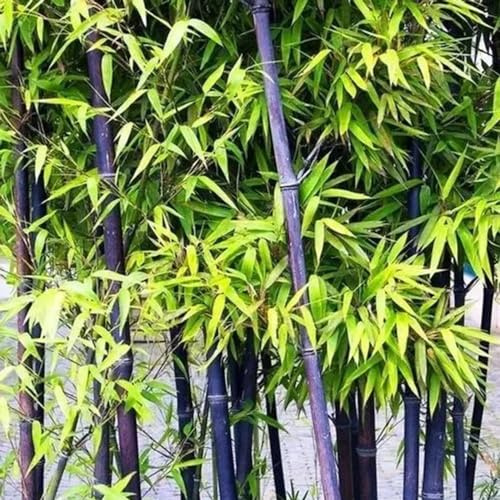 40 piezas semillas bambú de jardin de hoja perenne resistentes, en el balcon semillas interior balcón resistentes