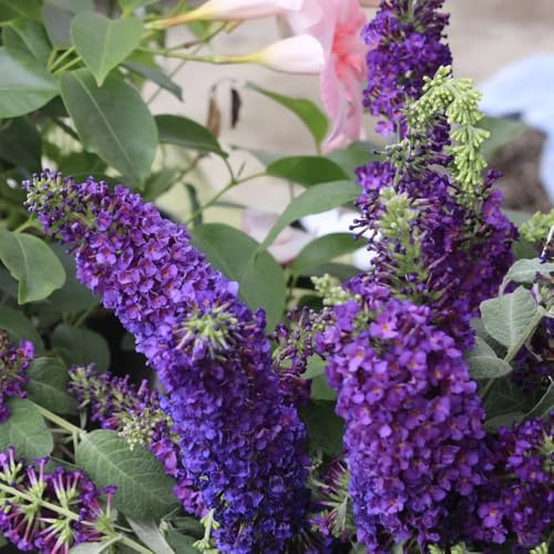 Semi di lillà farfalla, per luoghi soleggiati Buddleja lindleyana, buddleia, Le da giardino sono resistenti rustiche per balconi 500pcs