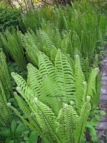 Staudenkulturen Wauschkuhn Matteuccia struthiopteris - Trichterfarn - Farn im 9cm Topf
