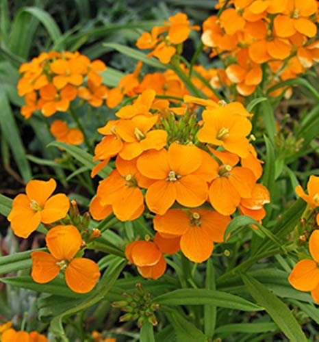500 Cheiranthus Allionii Orange Seeds - Siberian WallFlower - Perennial Seeds
