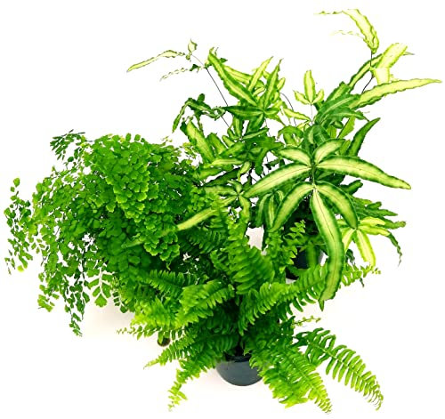 POWERS TO FLOWERS - TRIS PIANTE PURIFICA ARIA: FELCE PTERIS, CAPELVENERE, FELCE BOSTON, IN VASO 13CM, 3 Piante Depura Aria, Piante Vere