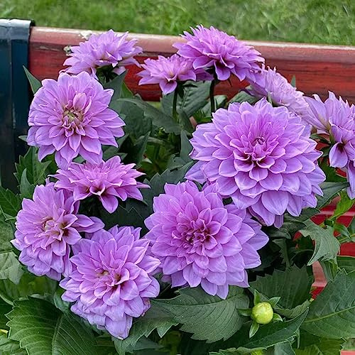 dalia semi di giardino semi di giardino esotici perenni resistenti all'inverno selvaggi balcone primavera scalatrici decorazione 60pcs