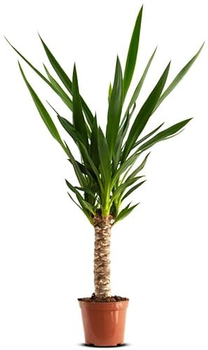 GREENTIA | Yucca Elephantipes Planta Natural con 1 tronco Altura 40-50cm en Maceta de 15cm de diámetro