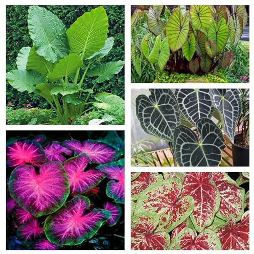 Bulbo de oreja de elefante. Perenne resistente al frío. Hojas perennes.Para cultivo de jardín. Con tallo alto y hojas grandes. -5 bulbos-A