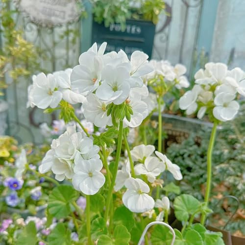 semi di geranio in piedi, pelargonium, ombra primaverile, resistenti all'esterno rare, decorazione del soggiorno 70pcs