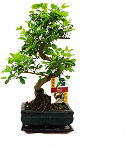 exotenherz - Troène chinois - Ligustrum sinensis de bonsaï - 6ans