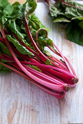 BIETOLA ROSSA NR.300 SEMI