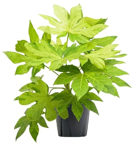 Aralia Japonica Planta Natural muy Resistente