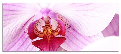 Pixxprint Glasbild Panorama, Wandbild aus Echtglas, Prächtige Rosa Orchidee, 100x40 cm, inkl. Aufhängung und Abstandshalter