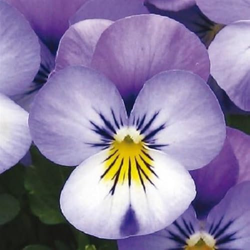Helza Stiefmütterchen Twix Power Lavender Blue F1, Power Lavendelblau F1, Holländische Veilchen, 200 stück, Blumensamen für Garten und Balkon, Pflanzensamen, Saatgut von Kulturpflanzen