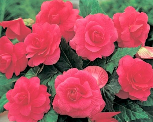 Begonia Double Pink WPC Prins Quality Bulbs & Tubers Pack x3