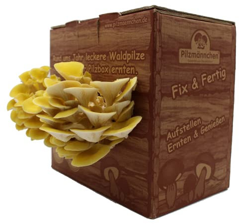 Bio Limonenpilz Pilzzuchtbox - Pilze selber züchten